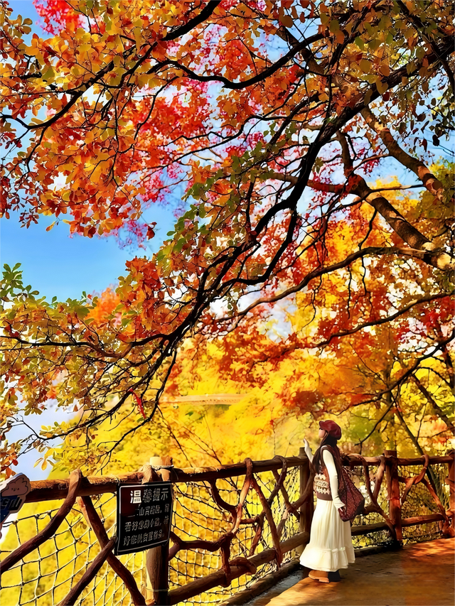 亮相央视！渭南这个赏秋地，究竟有多美？