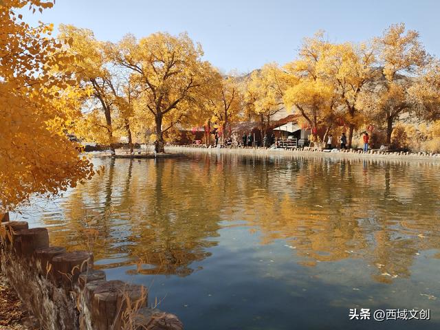 散文写人生｜我爱多坝沟的胡杨 文图/张耀宇