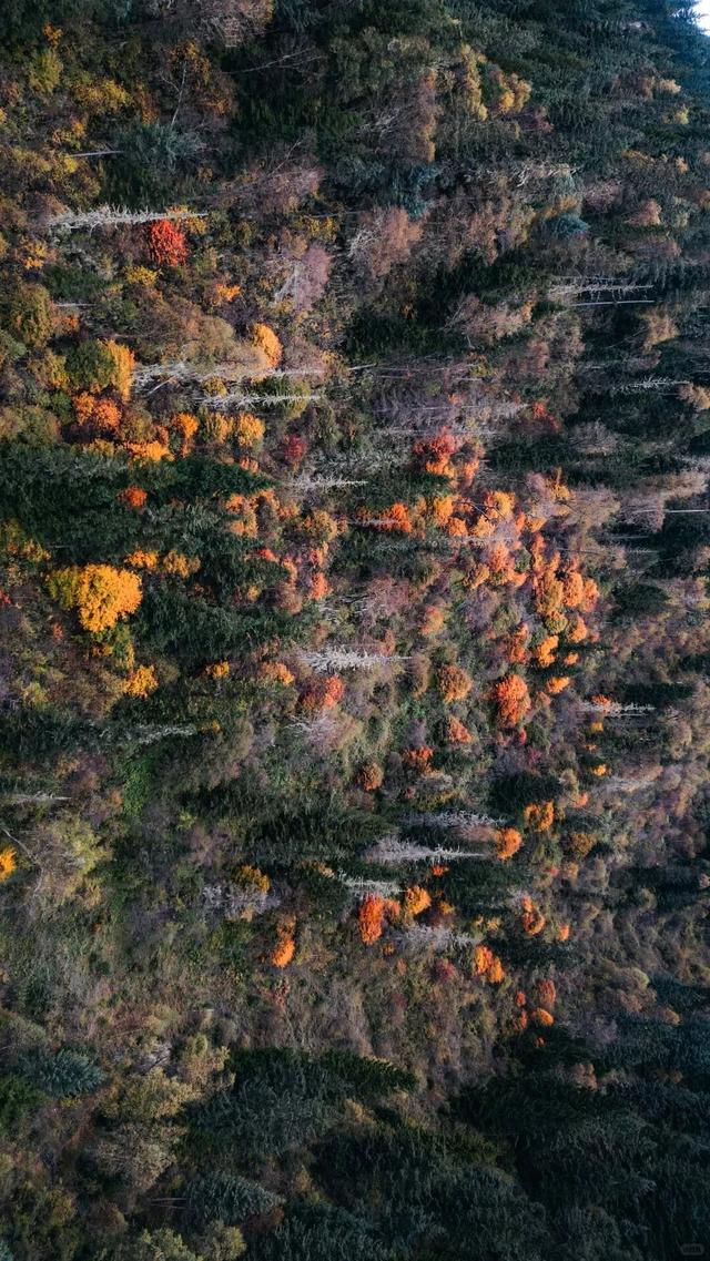 中国彩林第一县！黑水的美镜头不足以描绘！