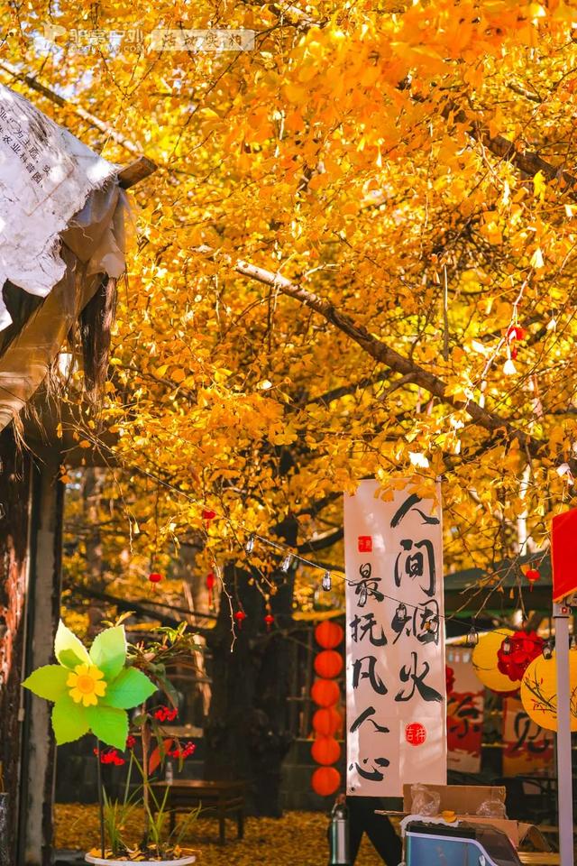 11月的云南腾冲，3000株银杏迎来黄金观赏期，美成人间仙境！