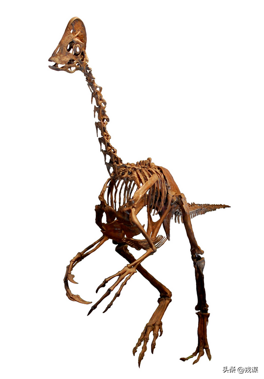 346万英镑买火鸡？恐龙新物种被拍走！古生物学家：别抢科研宝藏