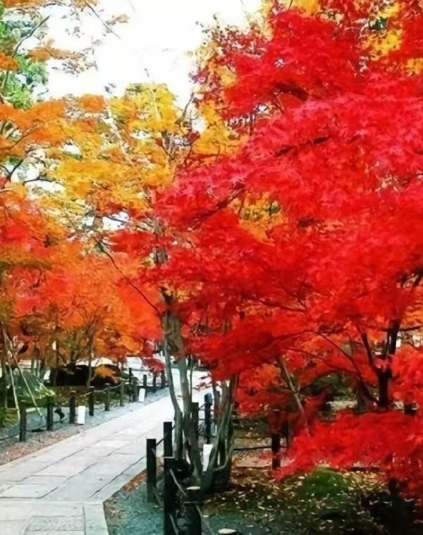北京香山红叶