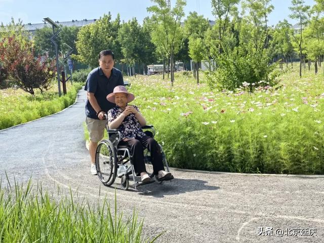来吧！拥抱延庆50000㎡波斯菊