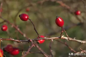 眼睛昏花，视力下降？中医教你一味药，改善视力，补肾又滋肝图片
