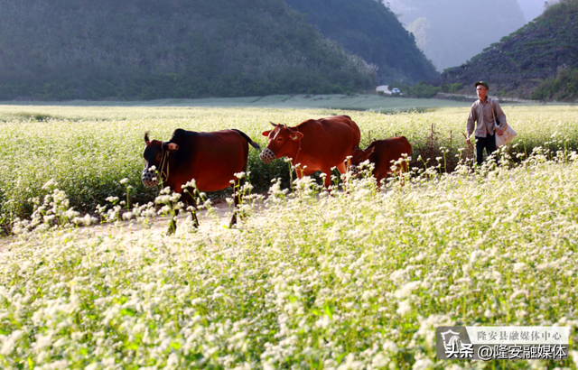 跌进布泉河的翡翠里——寻21℃山水，纳一夏清凉
