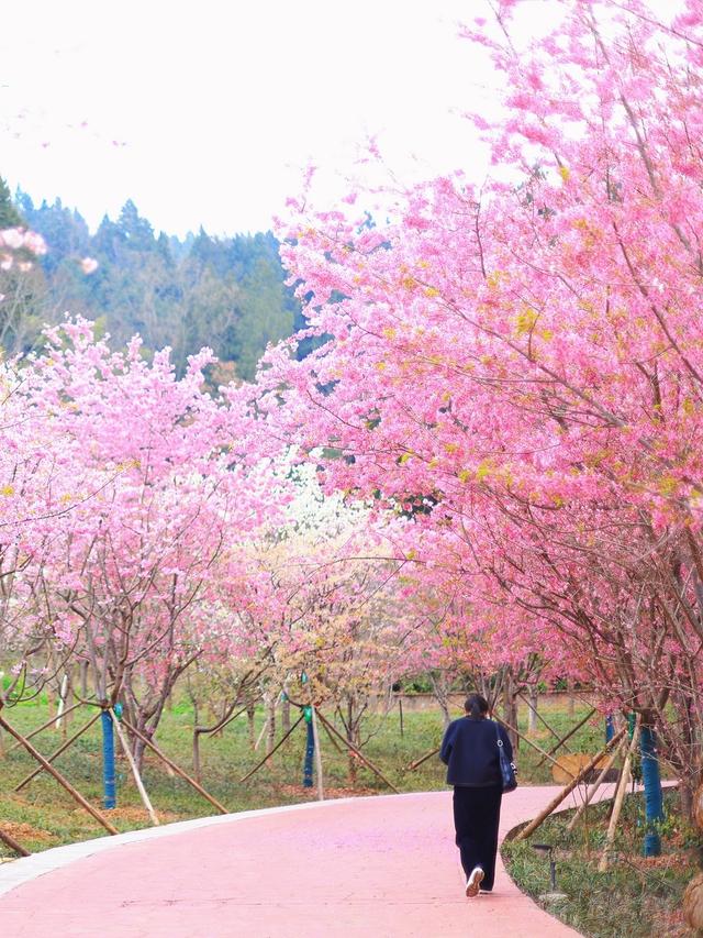 色彩斑斓的樱花，藏在柏林古镇的春天里
