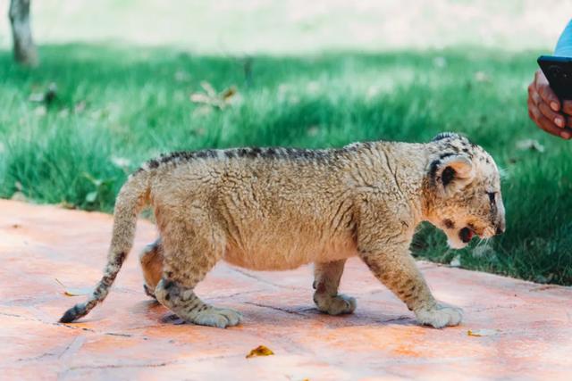 【萌狮叫醒服务】上线！快来给“最萌查房官”取个神仙名字吧！