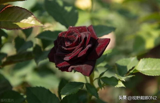 玫瑰颜色选错=表错情！9种颜色花语全解析，送花前必看
