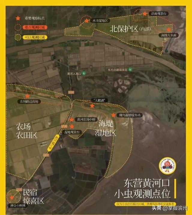 黄河口的“鸟浪”奇观频频出圈!四条经典观鸟线路出炉