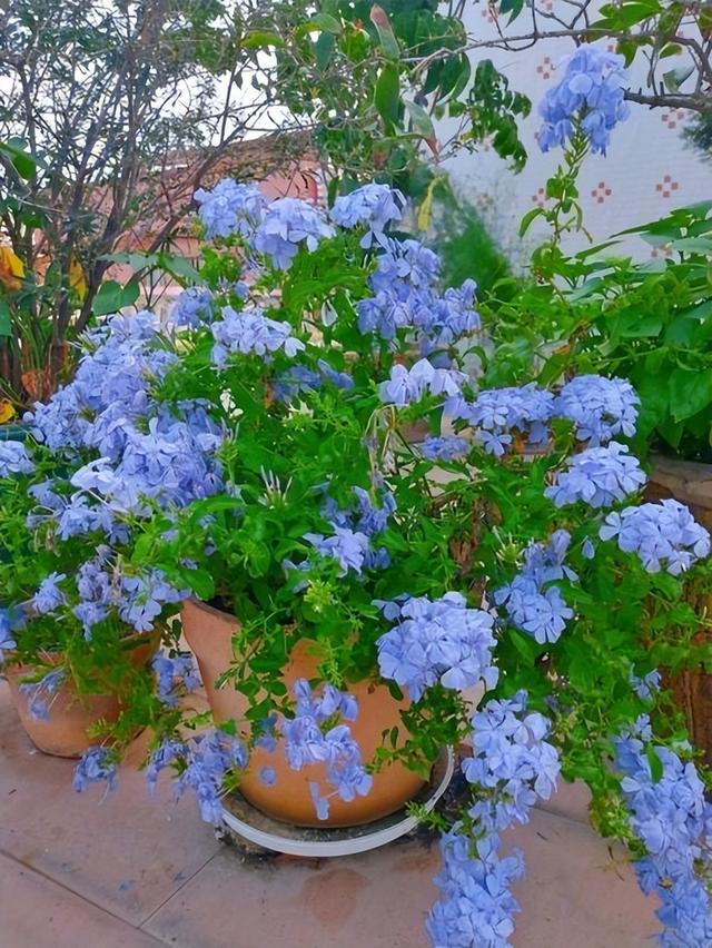 一定不要错过这5种花，沾土就活，皮实好看，懒人福音！