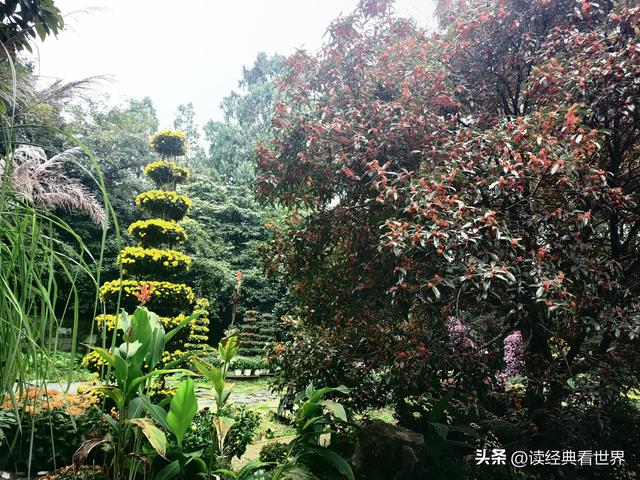 杭州植物园的菊花展——一场关于菊花的饕餮盛宴（二）