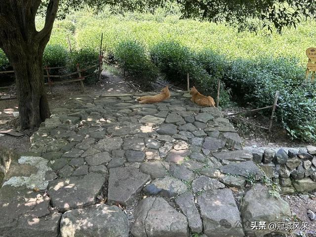 杭州印象·灵隐飞来峰