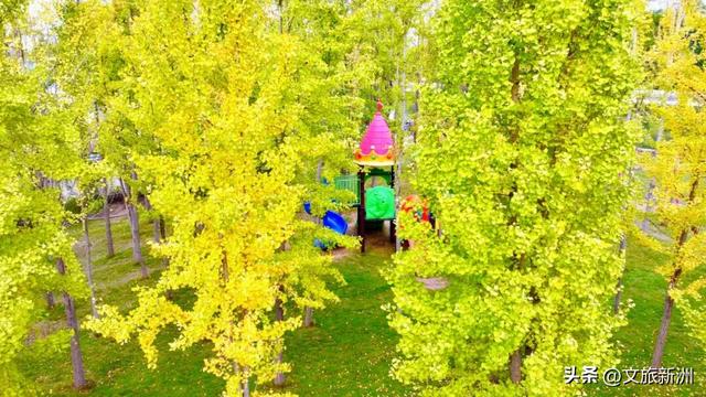 红枫公路、孤独的树......新洲这波秋日「隐藏款」，你知道几个？