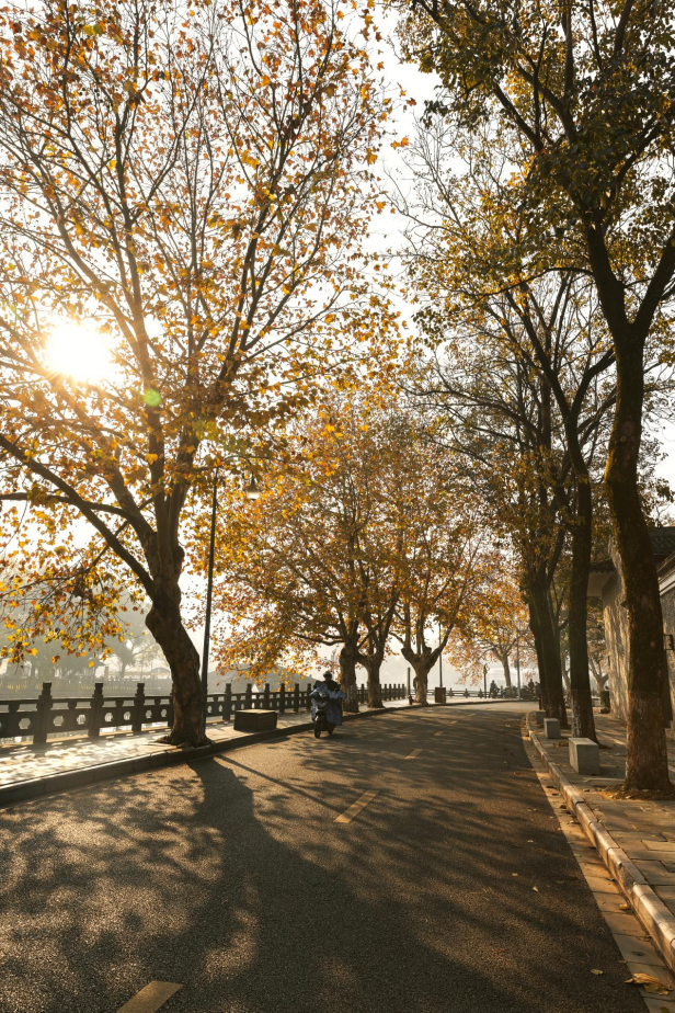 宁波秋色已“加载”80%！收好这份“金色地图”，随时打卡