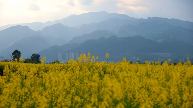 金浪翻涌醉春光 乐山嘉农粮蔬基地油菜花田美如画