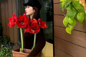 山东一姑娘，养了一屋朱顶红，18个品种，个个花大如球，娇艳漂亮图片