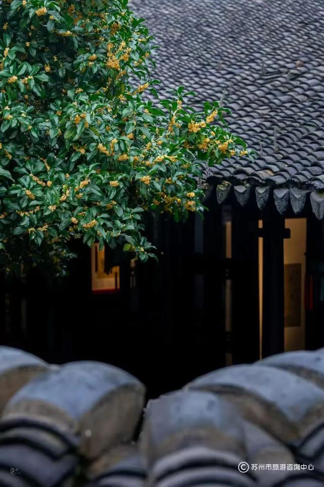 古城赏桂图鉴，谁是你的“crush”？