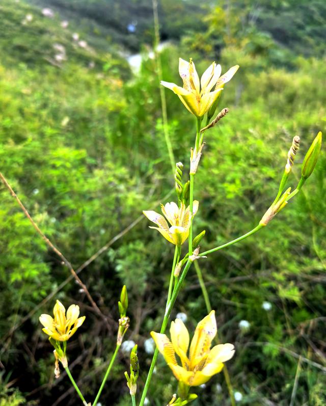 曼天垴，一座被遗忘的荒山