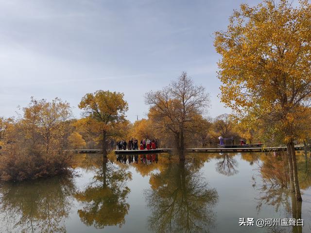 金塔胡杨林