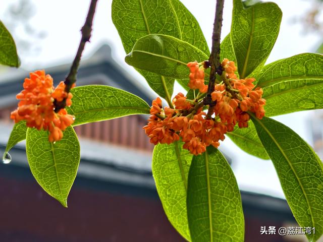 桂香漫城：桂林的秋日私语