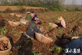 东津新区：千亩红薯 种出甜蜜“致富路”图片
