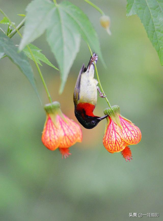 叉尾太阳鸟，拥抱反纹悬铃花