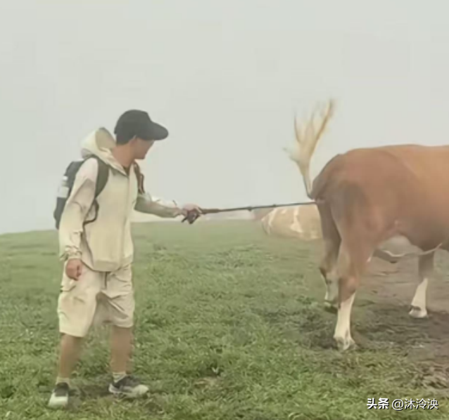 游客徒步遭牛群踩踏后续：景区回应，真相曝光后，网友直呼太活该