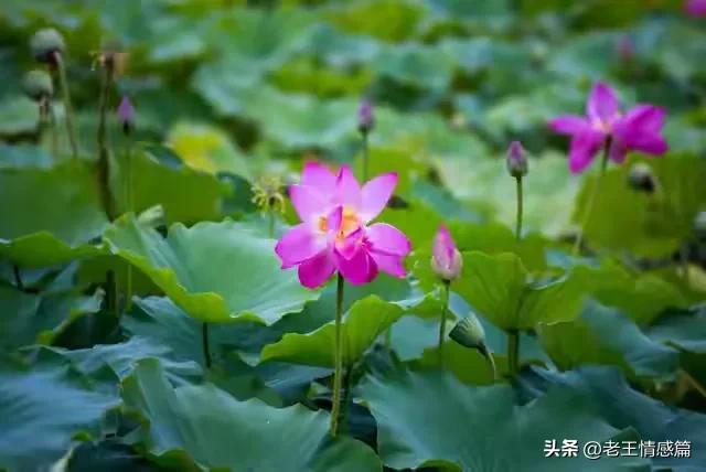 女人在什么时候最花心，女人到了中年最花心。