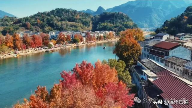 温州此处红枫古道枫红浓度已达100%!错过要落叶了!