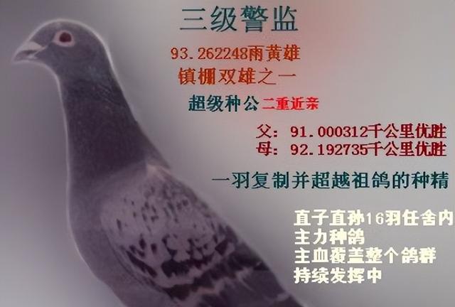 极端近亲配：育种成功的关键