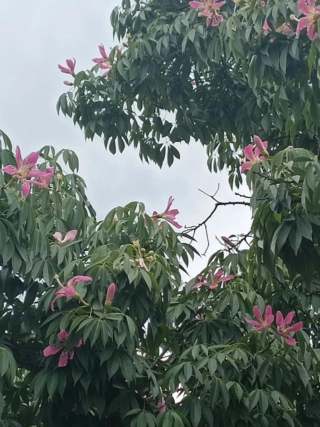滇游行纪之一:自然风的弥勒