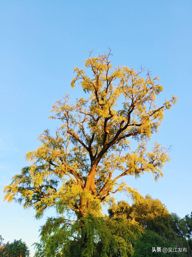 周末去打卡丨“杏”会！颜值高峰来了！