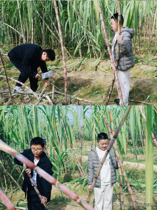 速报！这个地方银杏浓度达100%，赏芦苇、砍甘蔗，遛娃惊喜超多！