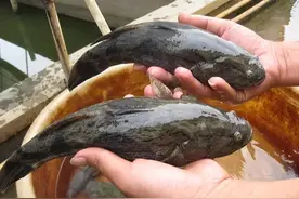 悲催！笋壳鱼“入侵”中国40年，还没泛滥就要靠人工养殖图片