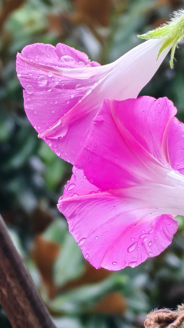 绝美的雨中花