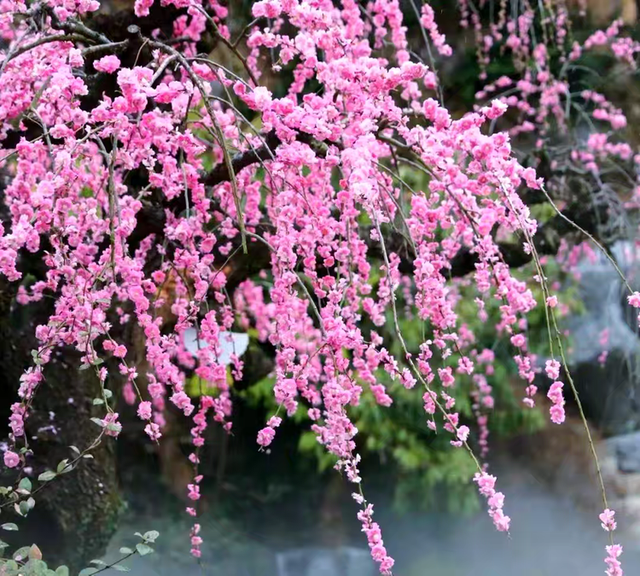 赏花 │ 去贵州农博园开启一场“寻梅之旅”！