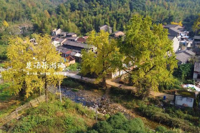 浙江宁波这两处银杏赏地比邻而居，又进入最佳观赏季，拍照很出片