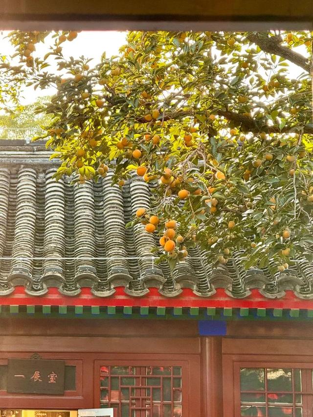 为了这棵树，我专门飞了一趟北京！