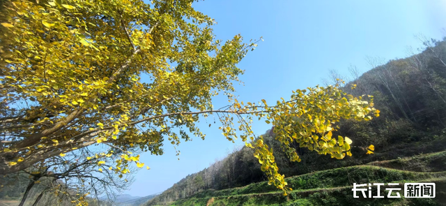 评分秋色：随州为啥被称为“杏”运城市？