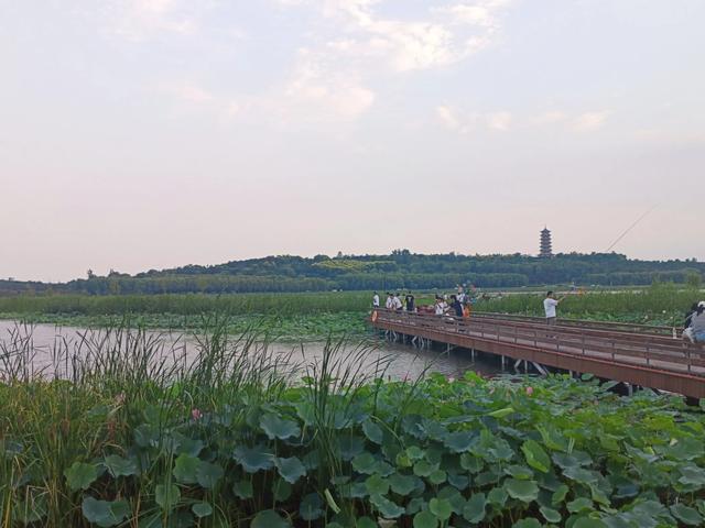滹沱河观荷