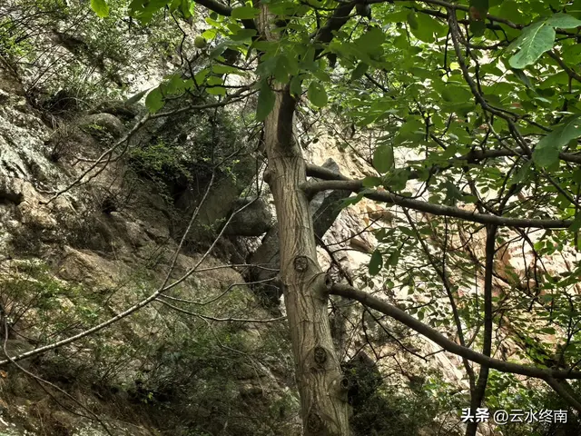 美不美？从“吐一路”到最美乡村路，看4000年银杏，探2000年栈道