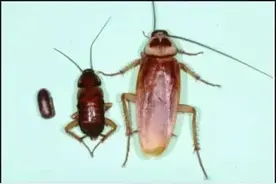 南方蟑螂，大到让你怀疑人生！🤯图片