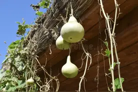 “金钱吊葫芦，准生福和禄”，葫芦应挂在哪里？3个地方准没错！图片