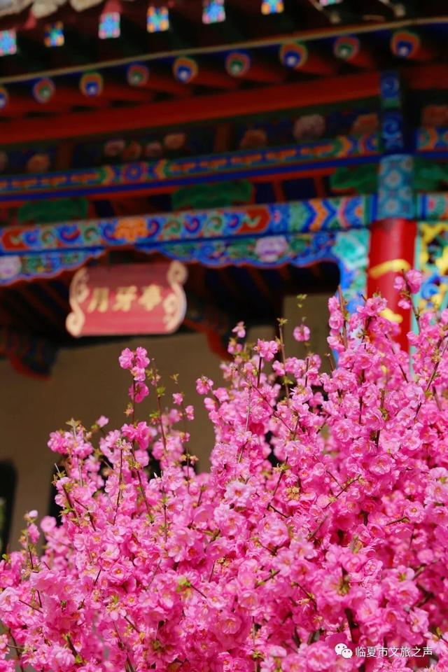 春潮映花都 盛景满临夏