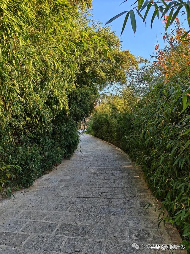 大连两片超美竹林，第二个很少有人知道