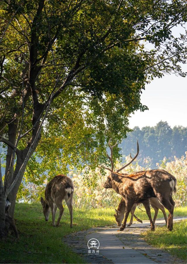 《疯狂动物城》苏州分“城”来啦！