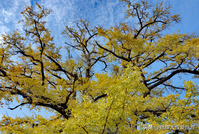 来海拔600米的杭州顶流古村吧，坐拥梯田、银杏、民宿，免费好玩