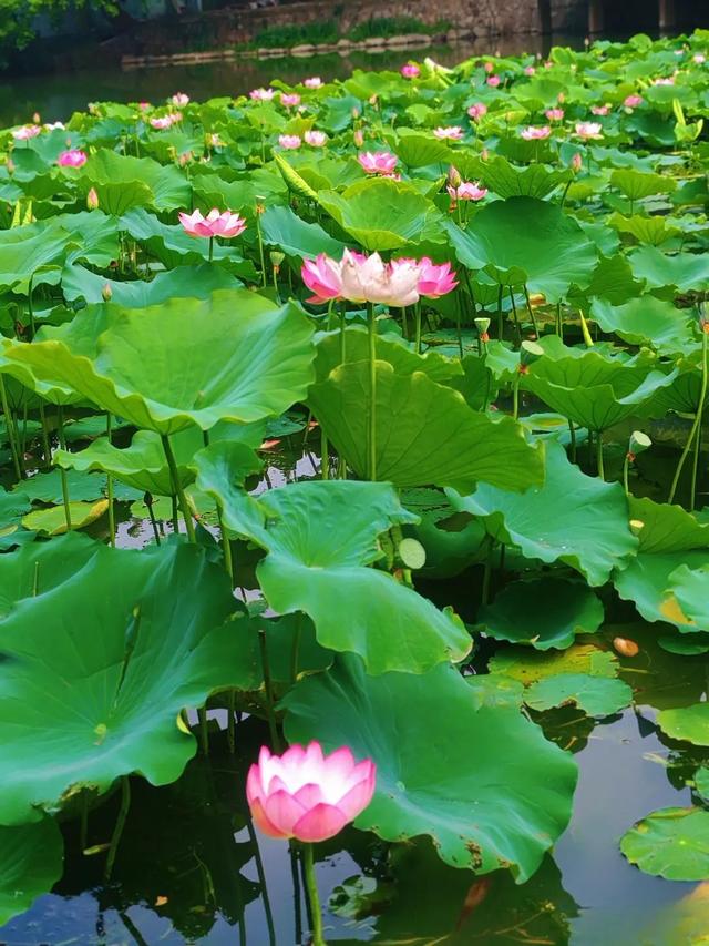 藕花深处棹歌远，江汉夏日荷风集