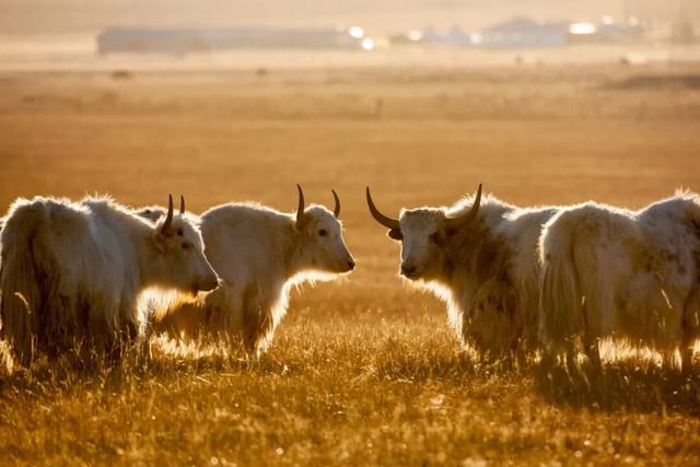 来白音锡勒和牦牛贴贴～