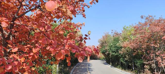 红啦!薛城金秋醉美红叶观赏地在凤凰绿道,漫山红叶美如画!
